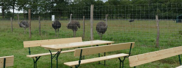 Vorm Straußengehege Vorm Straußengehege