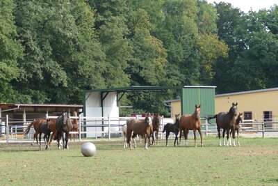 Stuten mit ihren Fohlen