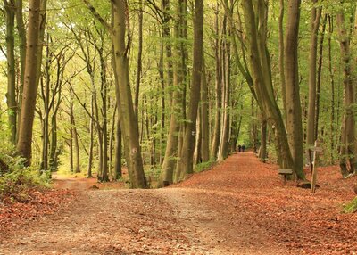 Buchenwald im Hüggel Buchenwald im Hüggel