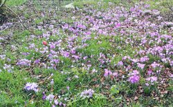 1-Krokus lila Ech (1)